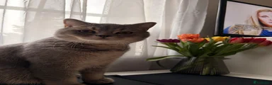 British Shorthair 1