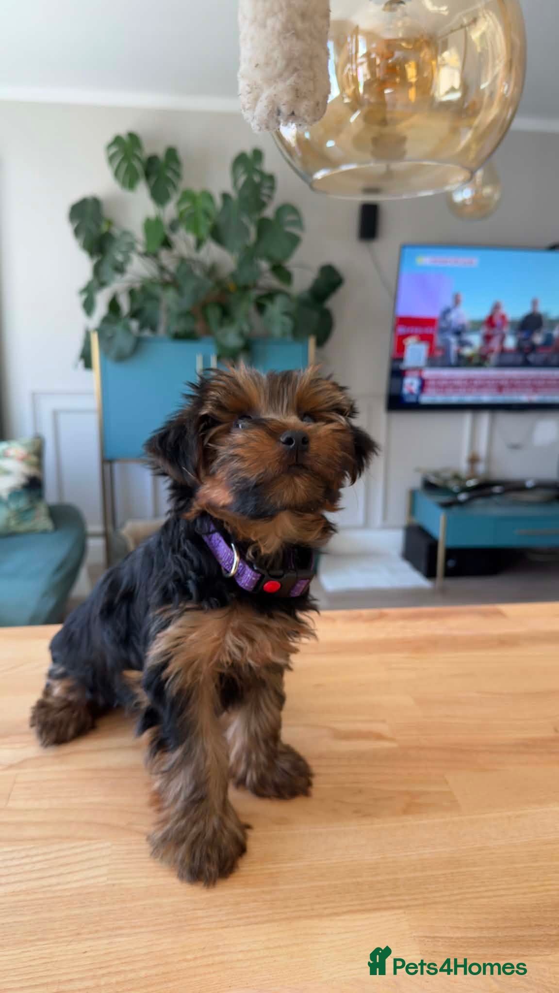 Yorkshire Terrier dogs Yorkshire terriers puppies looking for homes - Advert 2