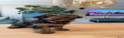Yorkshire Terrier dogs for sale: Yorkshire terriers puppies looking for homes - Advert 5