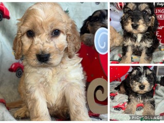 Cockapoo dogs F1 Cockapoo Puppies - Advert 12