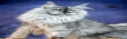 Maine Coon cats for sale: TICA registered Maine coon kittens READY NOW - Advert 14