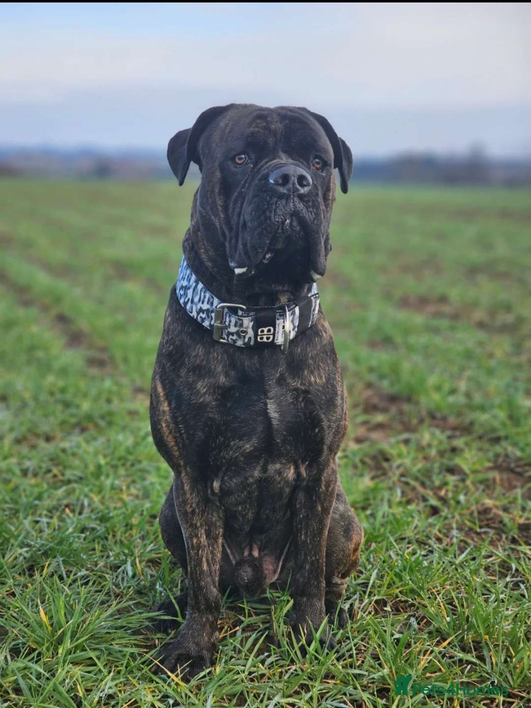 Cane Corso dogs for sale: Cane Corso 4yr Old Male - Advert 4