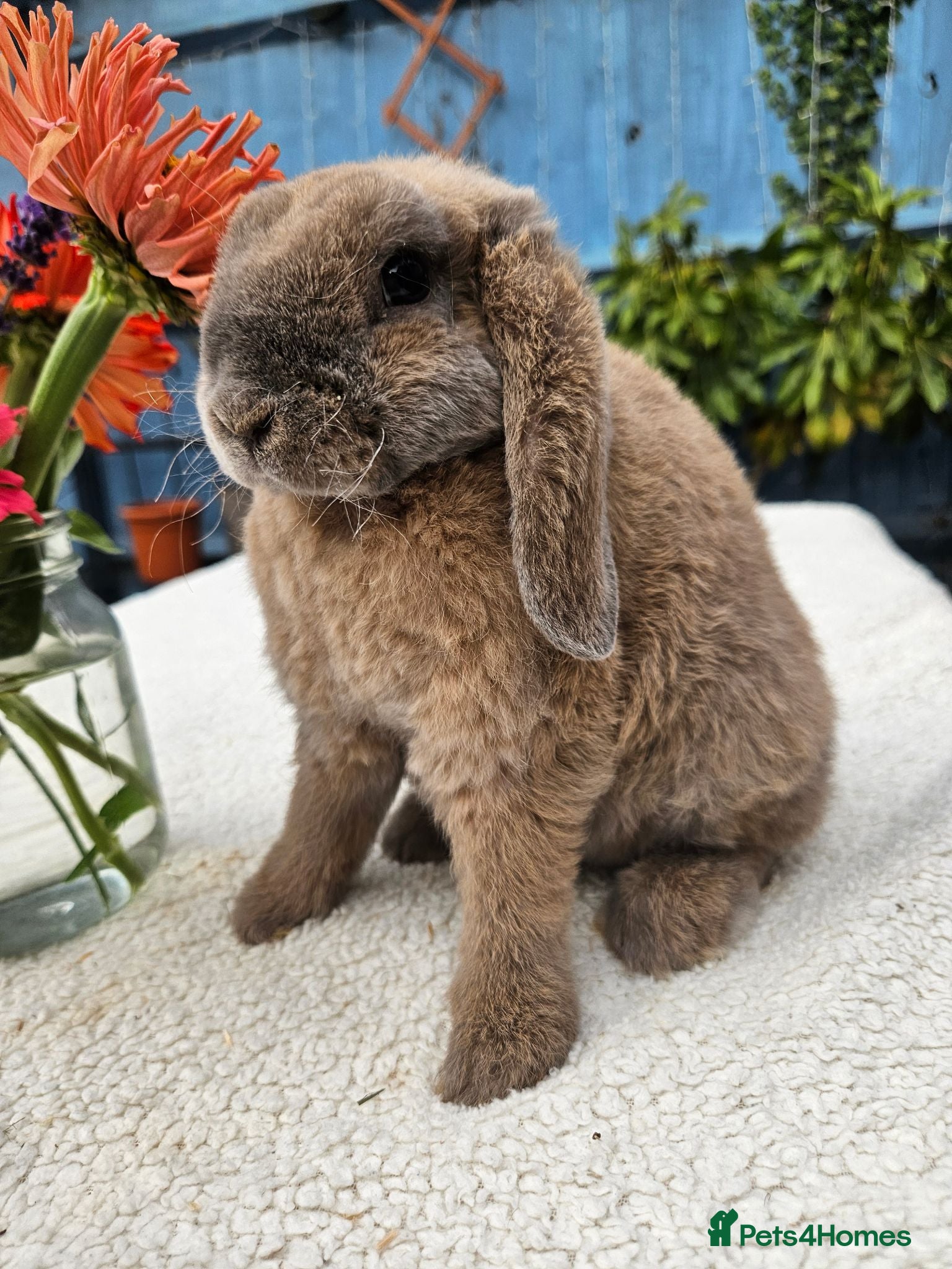Mini Lop rabbits 9 weeks Purebred Mini Plush Lops- Suffolk - Advert 1