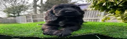 Cocker Spaniel dogs for sale: Health Clear Show Type Cocker Spaniel Puppies  - Advert 6