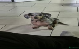 Dachshund dogs for sale: Miniture dachshund  - Image 1