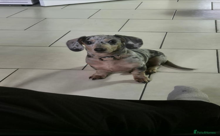 Dachshund dogs - Advert 1