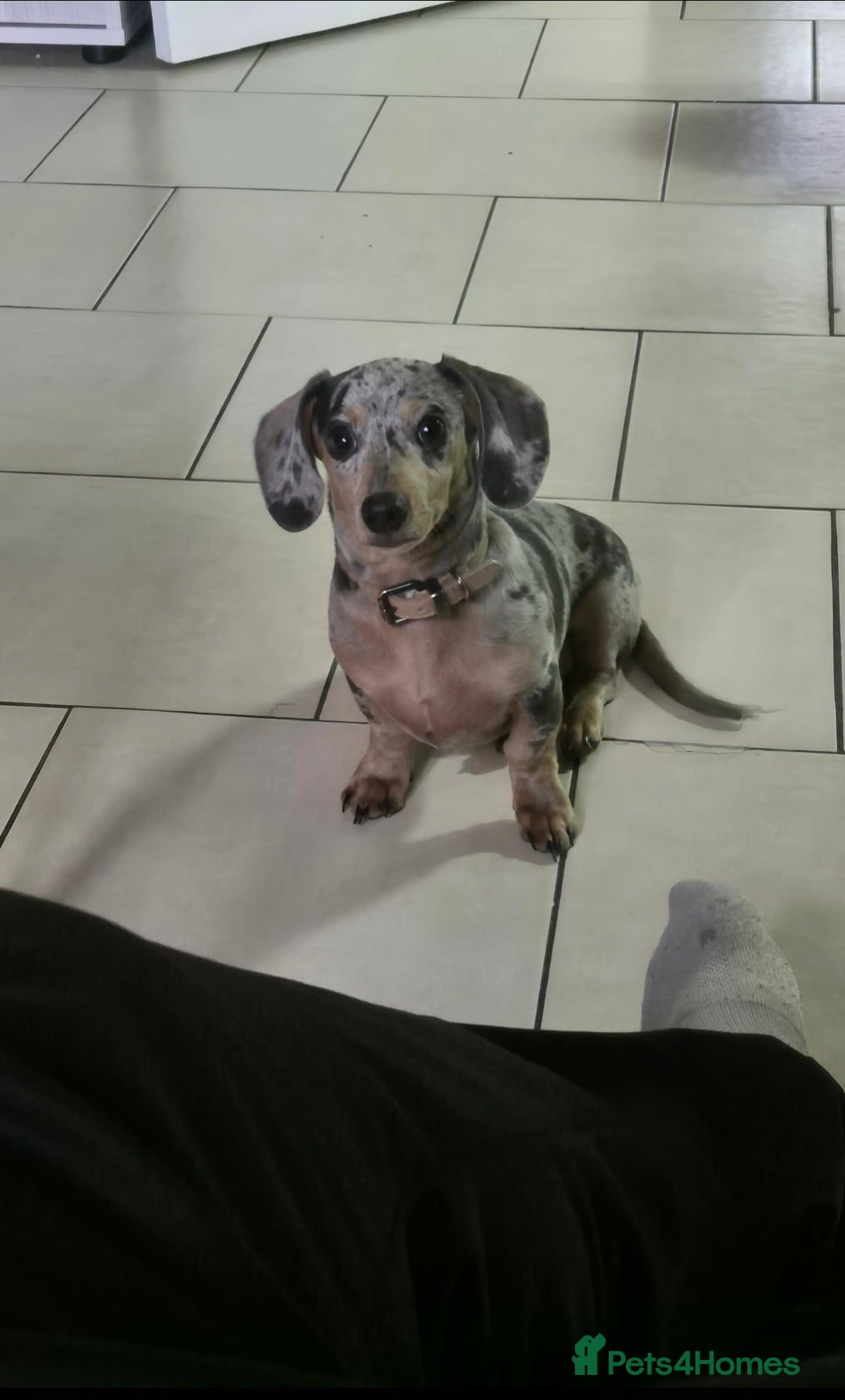 Dachshund dogs for sale: Miniture dachshund  - Image 1