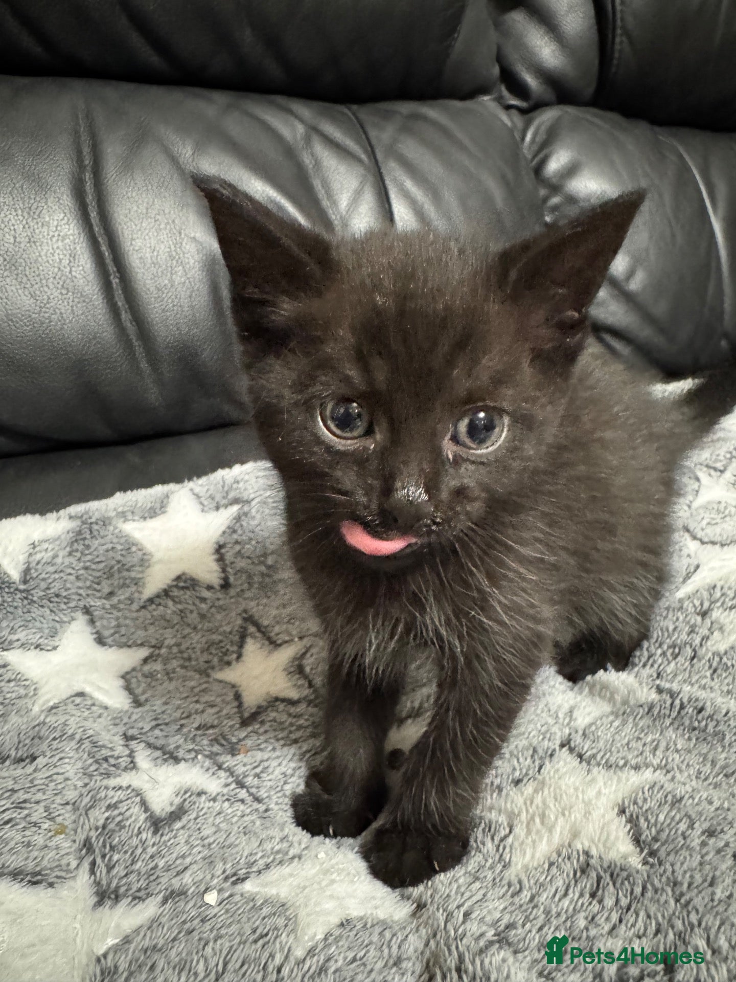 Mixed Breed cats Gorgeous black kittens  - Advert 2