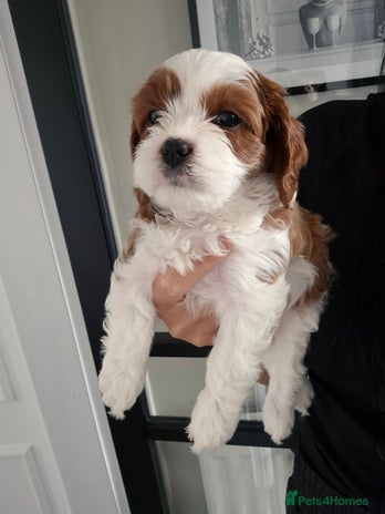 Cavapoo dogs - Advert 4