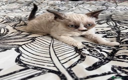 Selkirk Rex cats for sale: Gorgeous Selkirk Rex kittens - Image 27