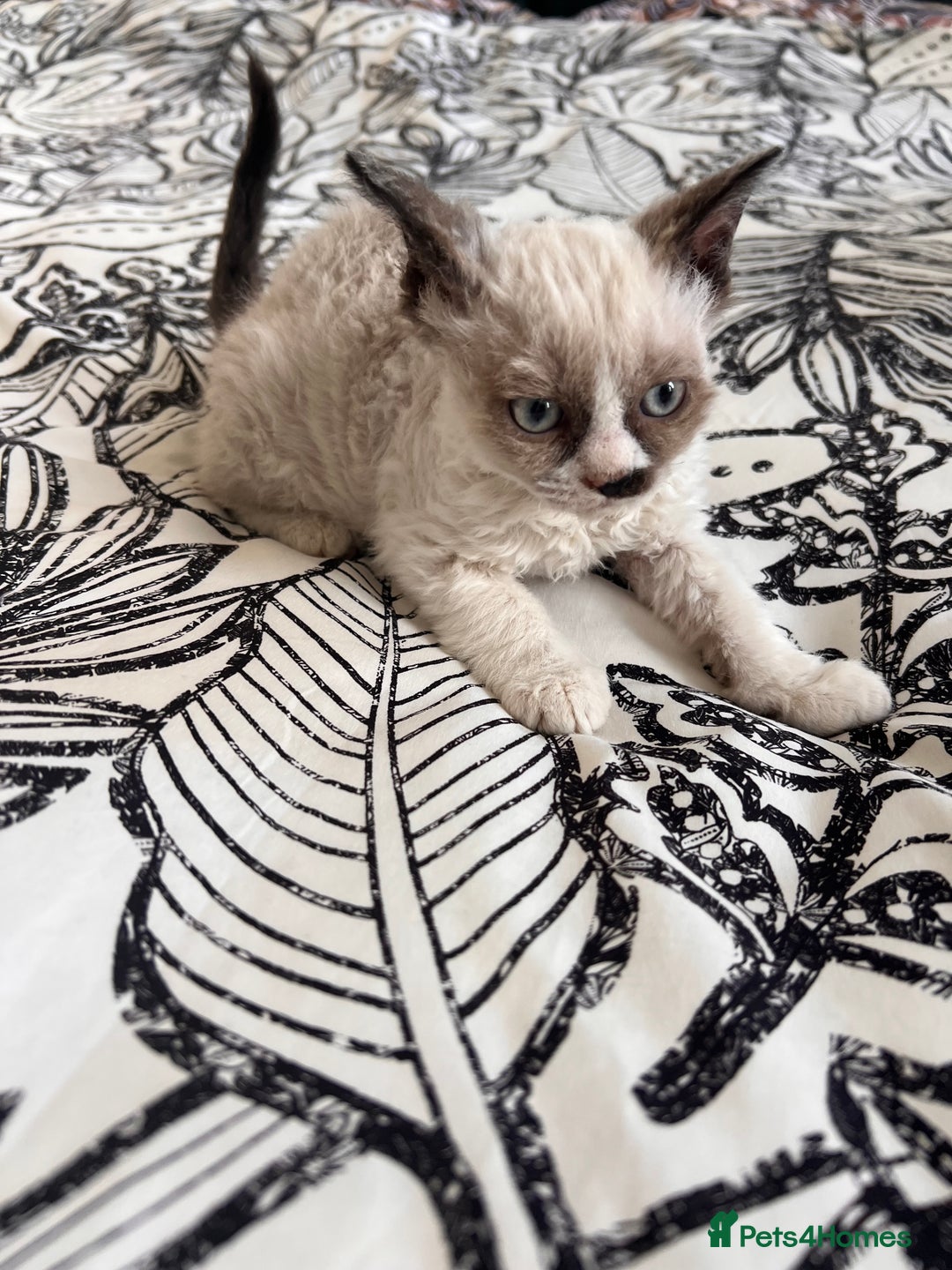 Selkirk Rex cats for sale: Gorgeous Selkirk Rex kittens - Image 27
