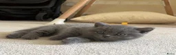 British Shorthair cats for sale: British shorthair - Advert 4