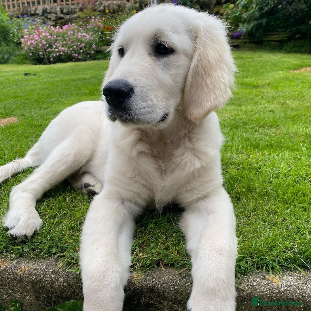 Golden Retriever dogs Golden Retriever Puppy for Rehome  - Advert 1