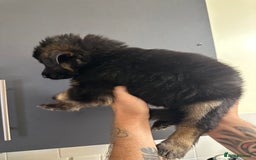 German Shepherd dogs for sale: German shepherd  - Image 4
