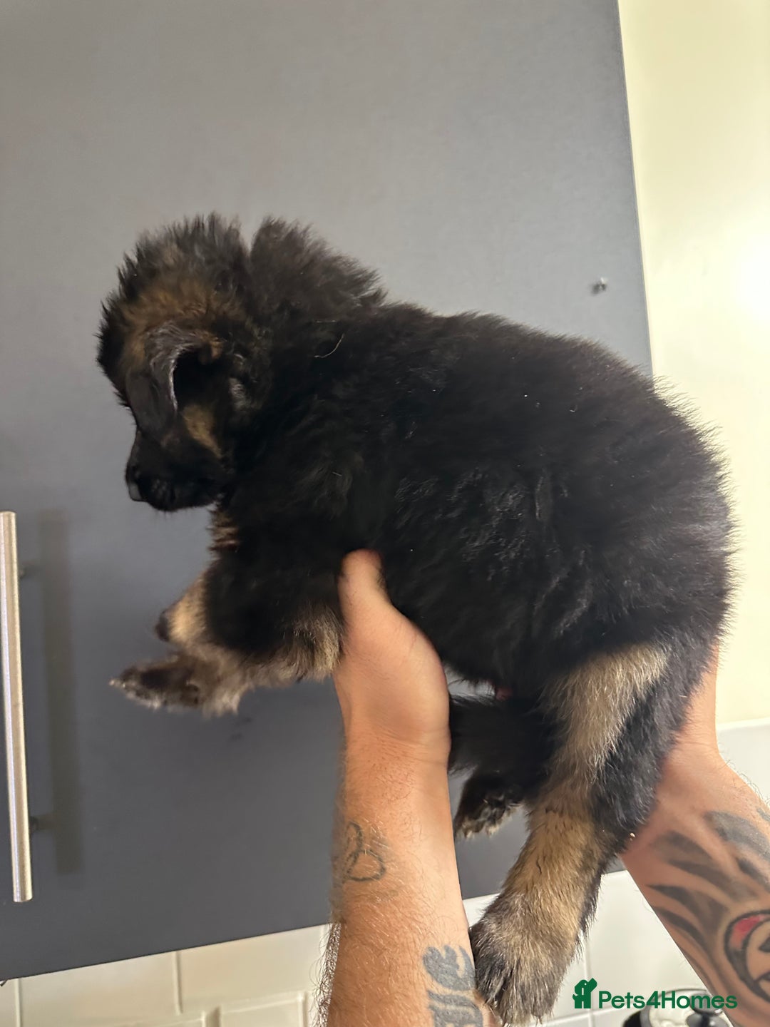 German Shepherd dogs for sale: German shepherd  - Image 4