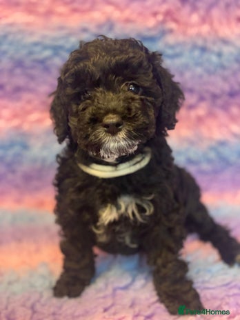 Cockapoo dogs - Advert 5