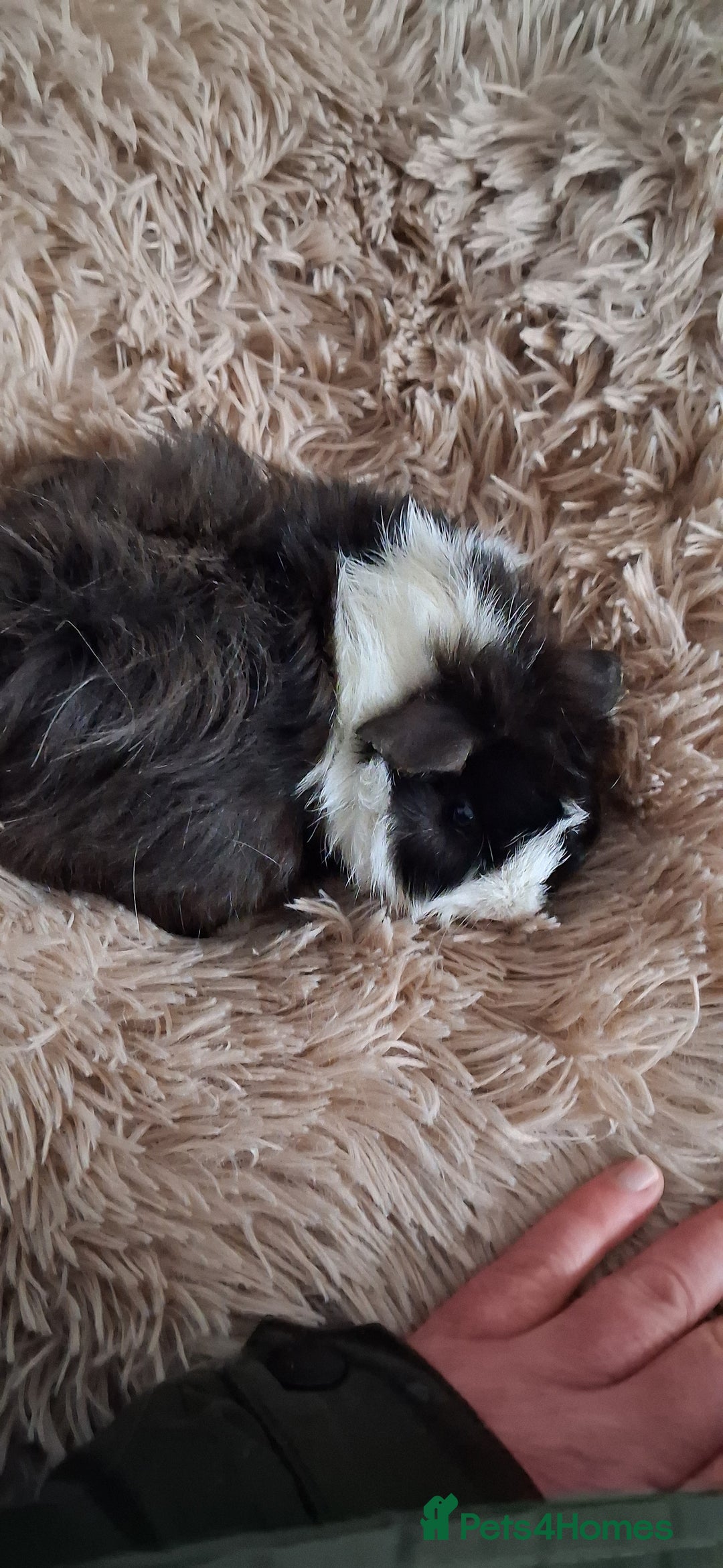 Guinea Pig rodents for sale: Baby boy guinea pigs - Advert 7