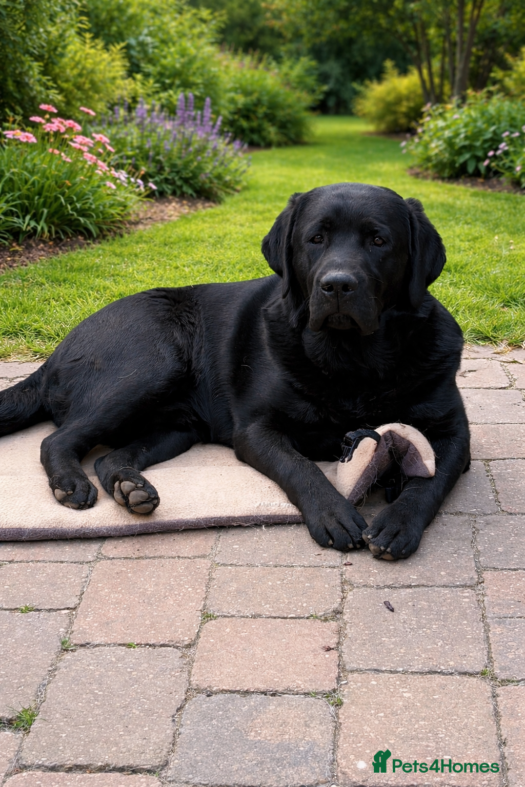 Labrador Retriever dogs Black male puppy Labrador  - Advert 8