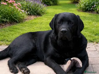 Labrador Retriever dogs Black male puppy Labrador - Advert 8