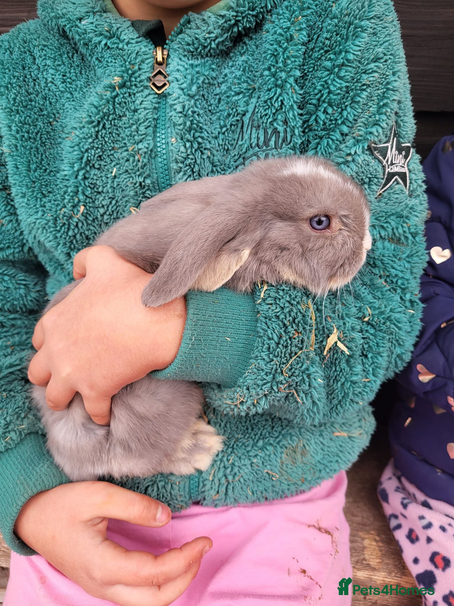 Mini Lop rabbits Mini Lops  - Advert 2