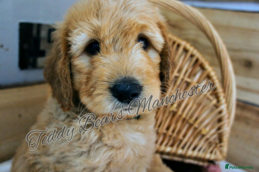 Mini Goldendoodle dogs for sale: Superb home-bred F1 Mini Goldendoodles KC parents - Advert 16