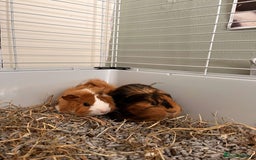 Guinea Pig rodents for sale: Two male guinea pigs needing good home - Image 1