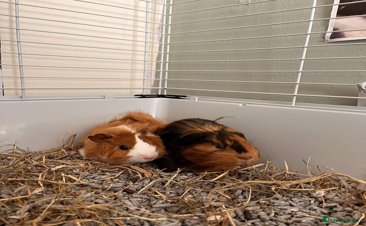 Guinea Pig rodents - Advert 6