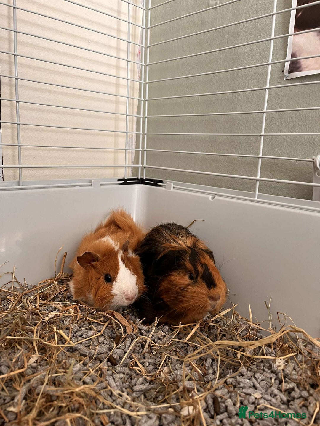 Guinea Pig rodents for sale: Two male guinea pigs needing good home - Image 1