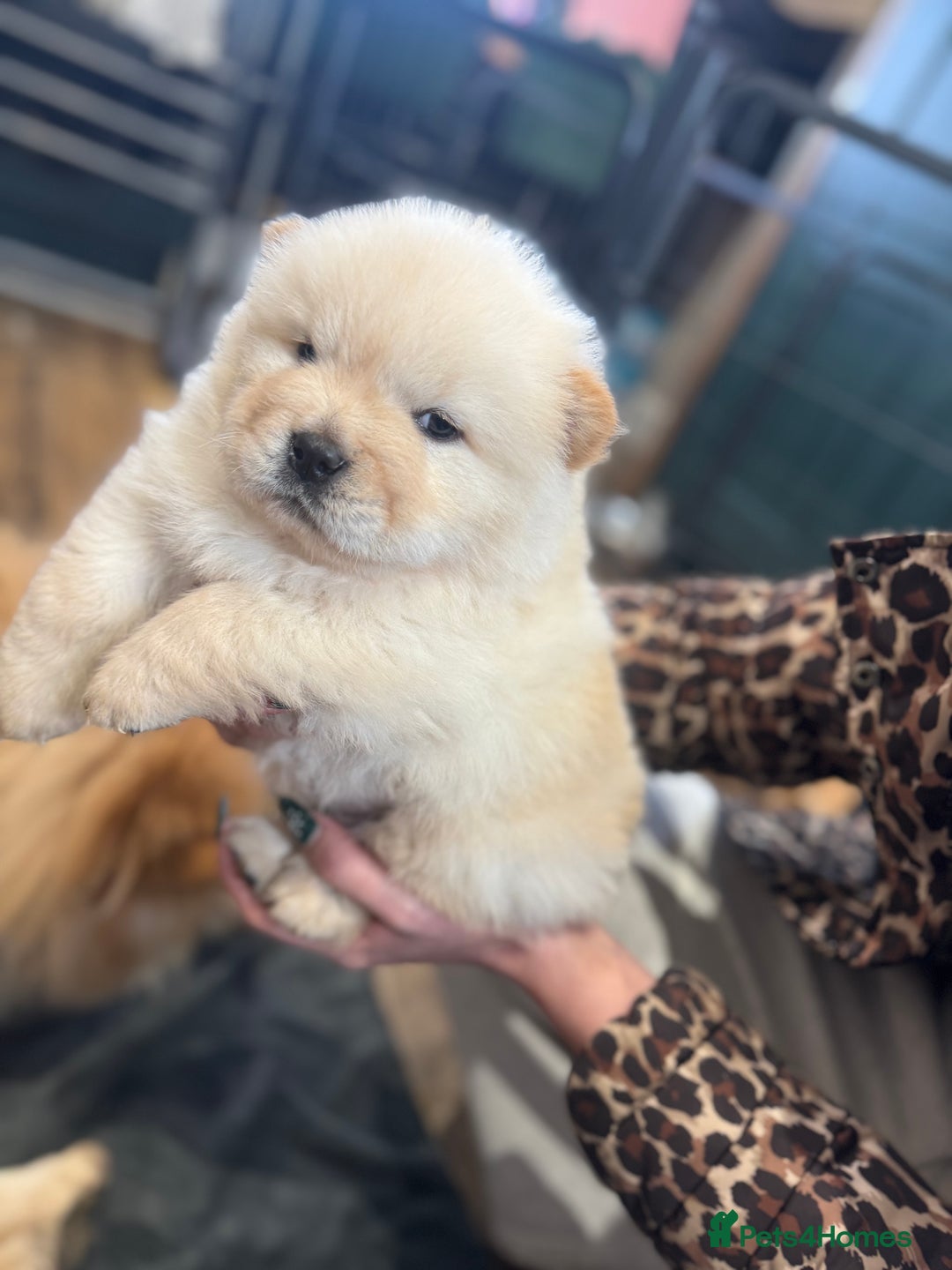 Chow Chow dogs for sale: CHOW CHOW PUPPIES  - Advert 13