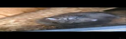 Hamster rodents for sale: Two male dwarf hamsters - Advert 3