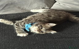 British Shorthair cats for sale: Beautiful BSH 2 male 1 female  - Image 10