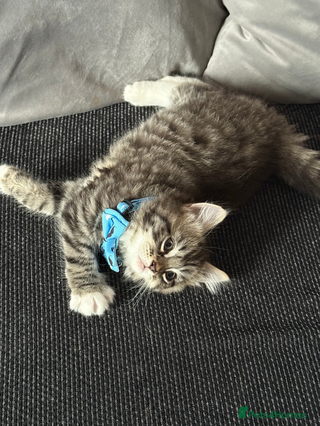 British Shorthair cats for sale: Beautiful BSH 2 male 1 female  - Image 10