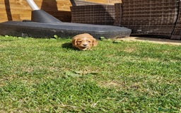 Mixed Breed dogs for sale: Beautiful Cavapoo X puppies - Image 11
