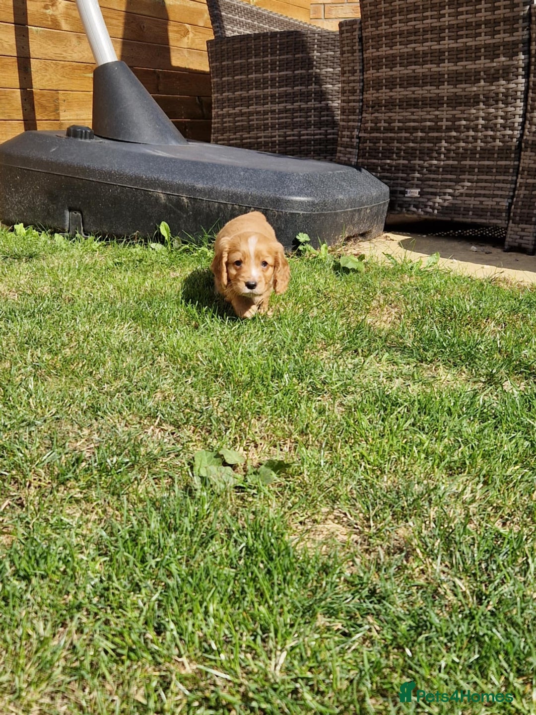 Mixed Breed dogs for sale: Beautiful Cavapoo X puppies - Image 11