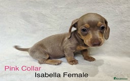 Miniature Dachshund dogs for sale: ✨READY TO LEAVE✨Miniature Dachshund Pups💕  - Image 14
