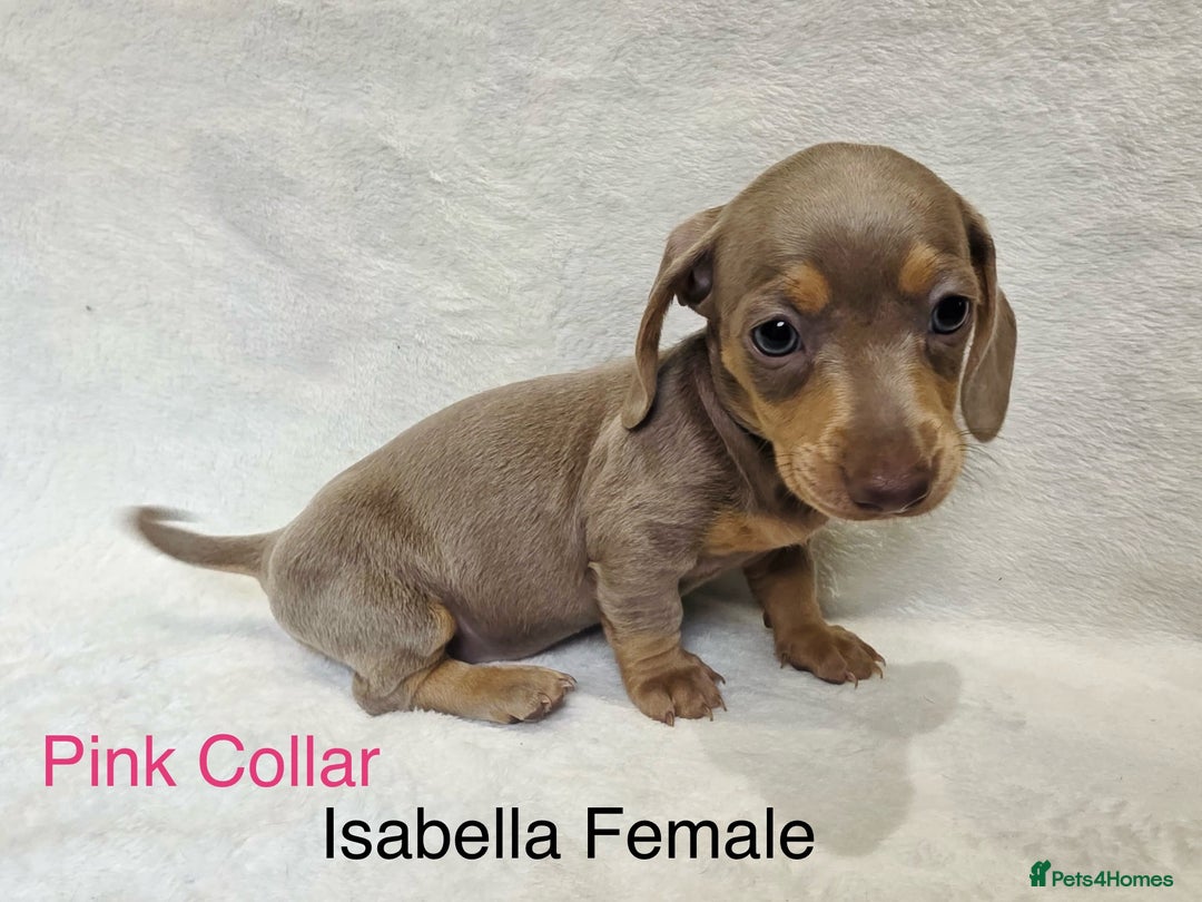 Miniature Dachshund dogs for sale: ✨READY TO LEAVE✨Miniature Dachshund Pups💕  - Image 14