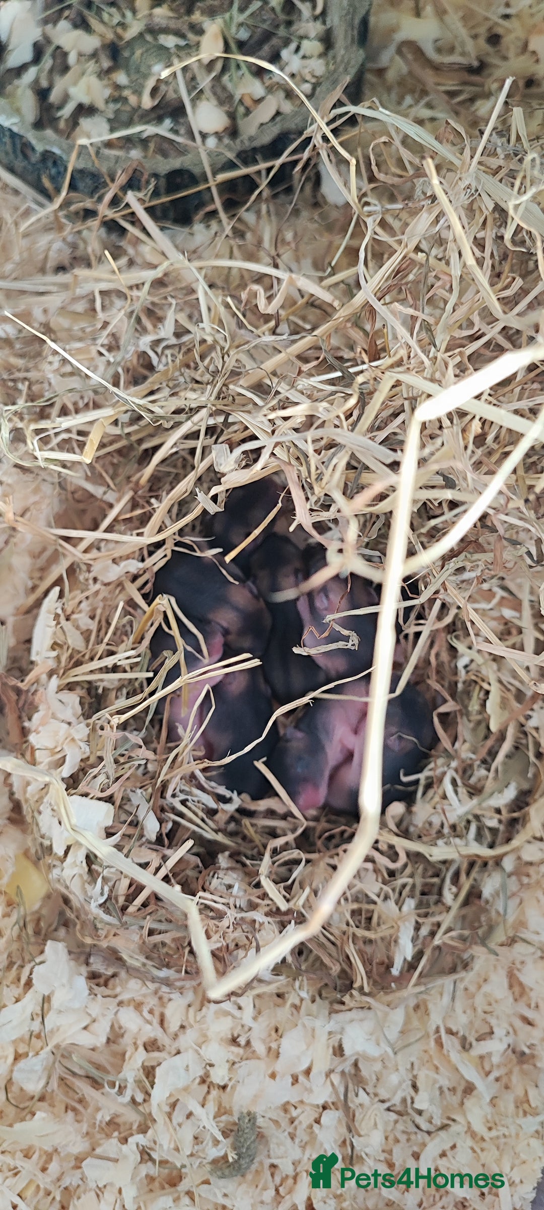 Rat rodents for sale: dwarf hamster  - Image 2