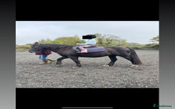 Dales horses for sale: Gorgeous cob looking for new home - Image 6