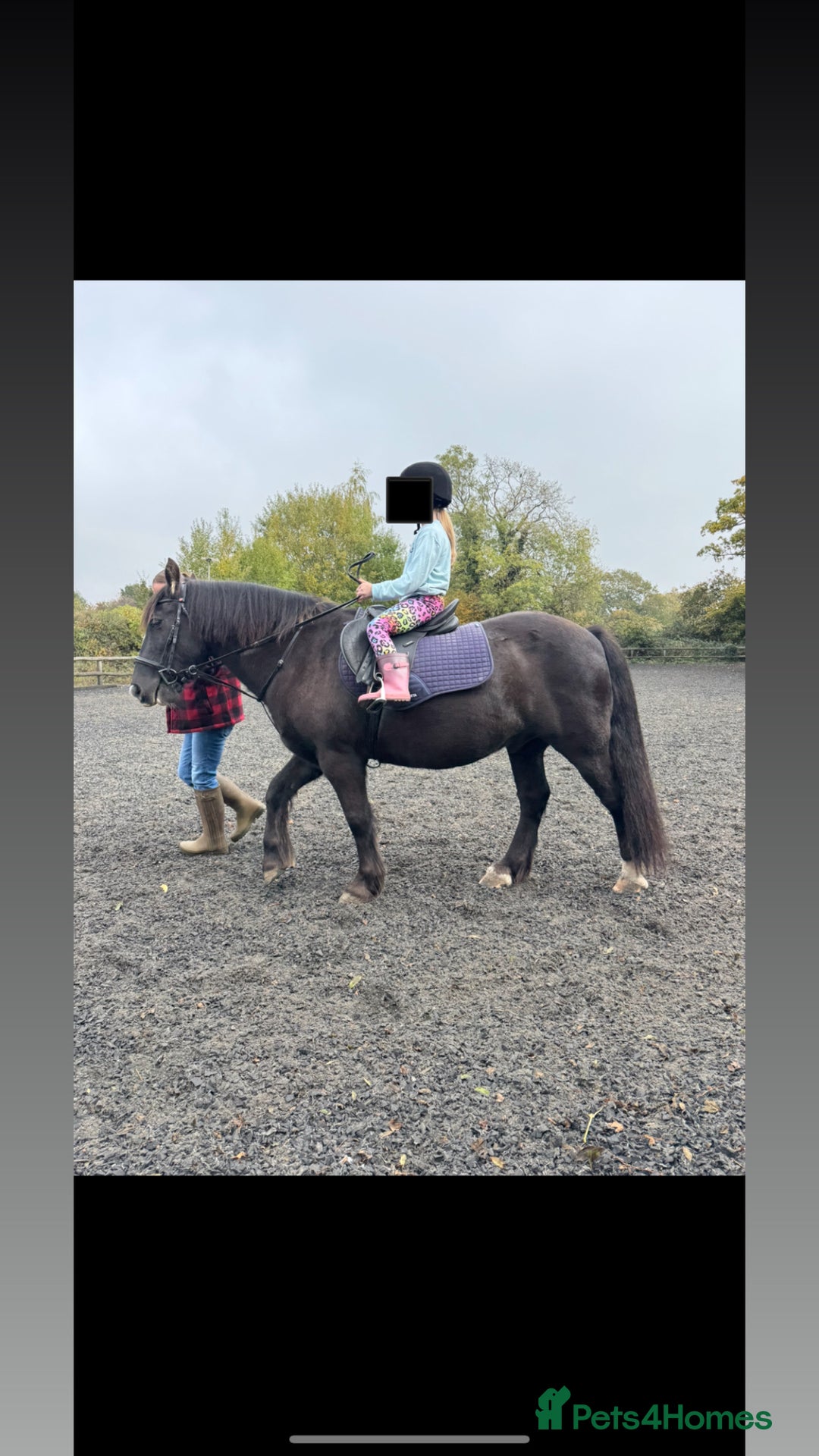 Dales horses for sale: Gorgeous cob looking for new home - Image 6