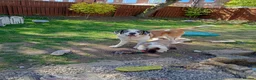 Saint Bernard dogs for sale: Beautiful saint Bernard puppies - Advert 4