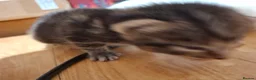 Mixed Breed cats for sale: Four adorable kitten - one boy and three girls - Advert 3