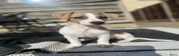 Mixed Breed dogs for sale: Lovely boy in Maidstone - Advert 2