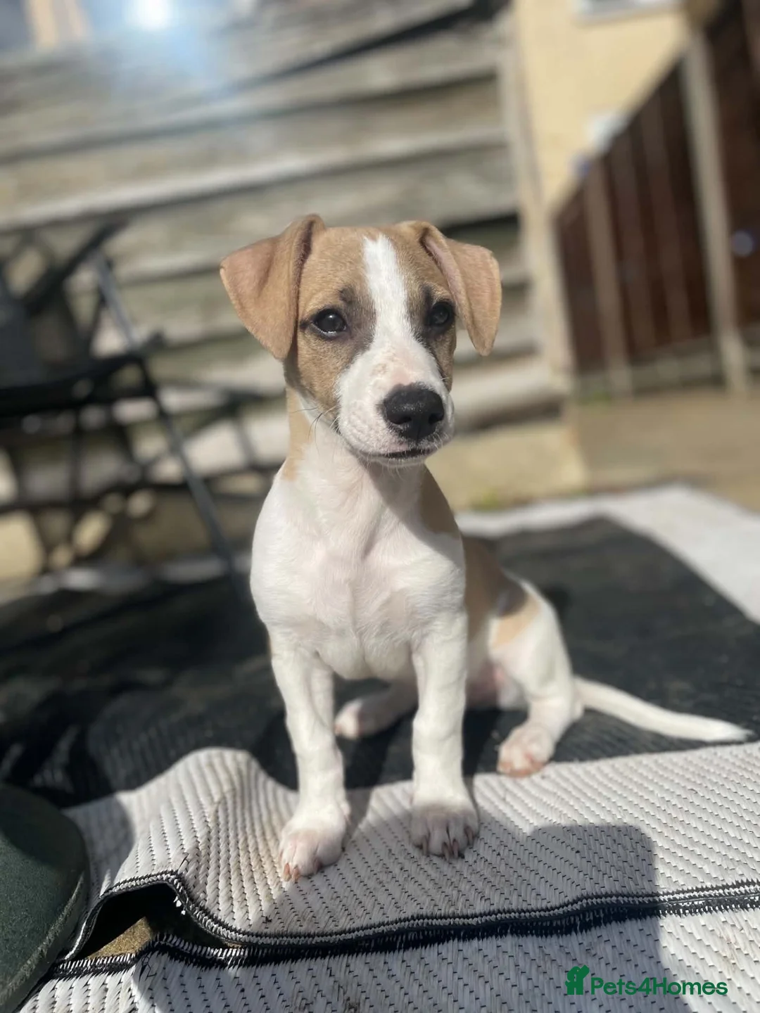 Mixed Breed dogs for sale: Lovely boy in Maidstone - Advert 2