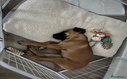 Boerboel dogs for sale: Beautiful boerboel pup - Image 6