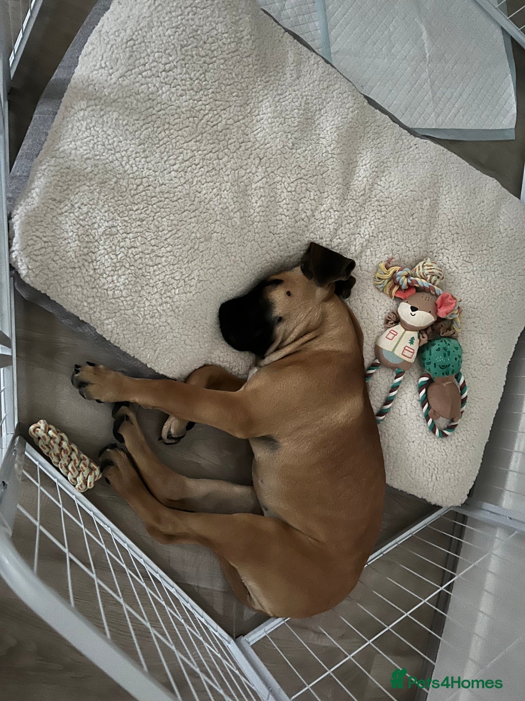 Boerboel dogs for sale: Beautiful boerboel pup - Image 6