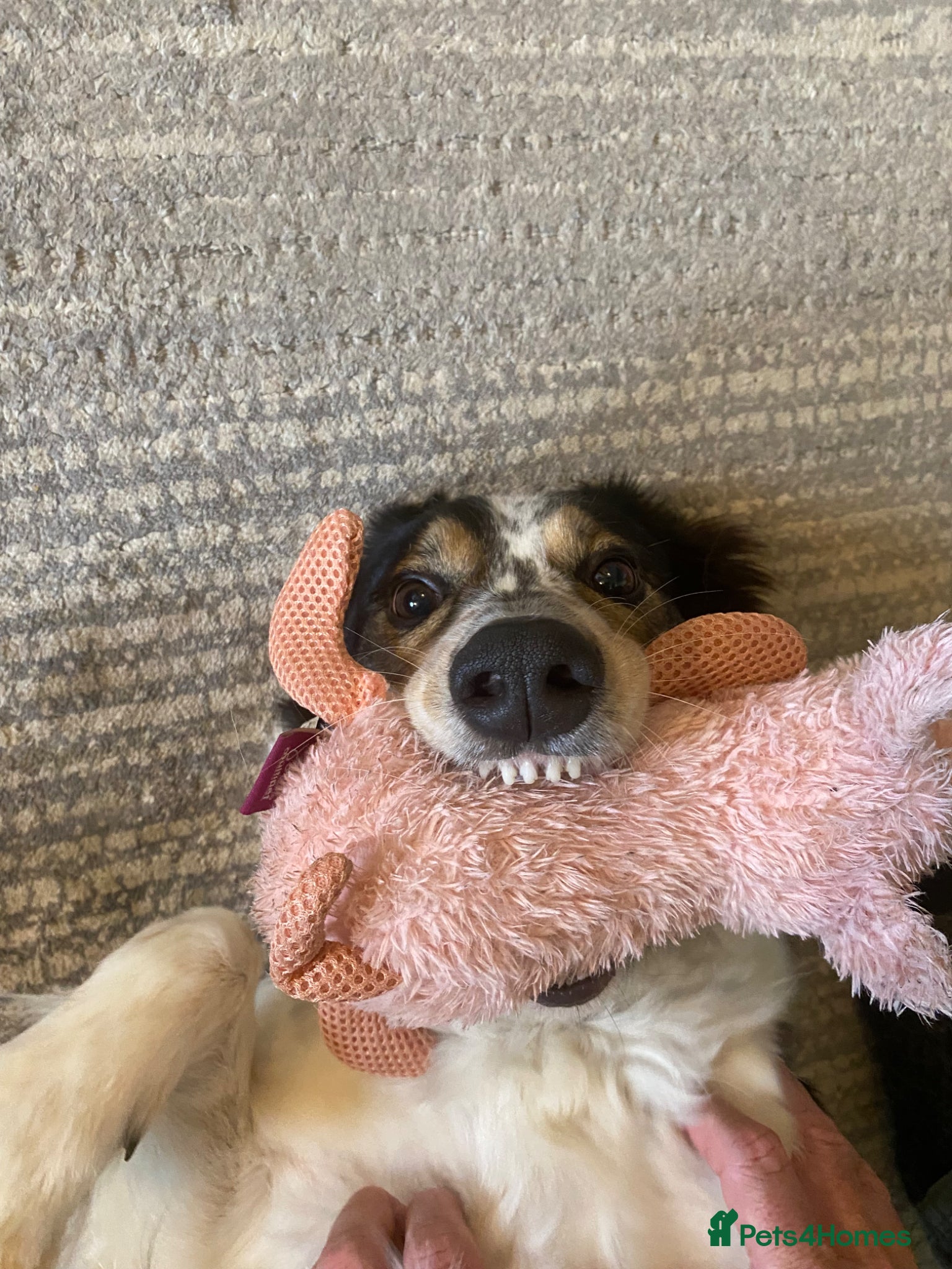 Border Collie dogs Meg the Border Collie  - Advert 1