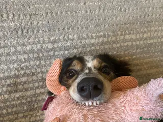 Border Collie dogs Meg the Border Collie - Advert 1