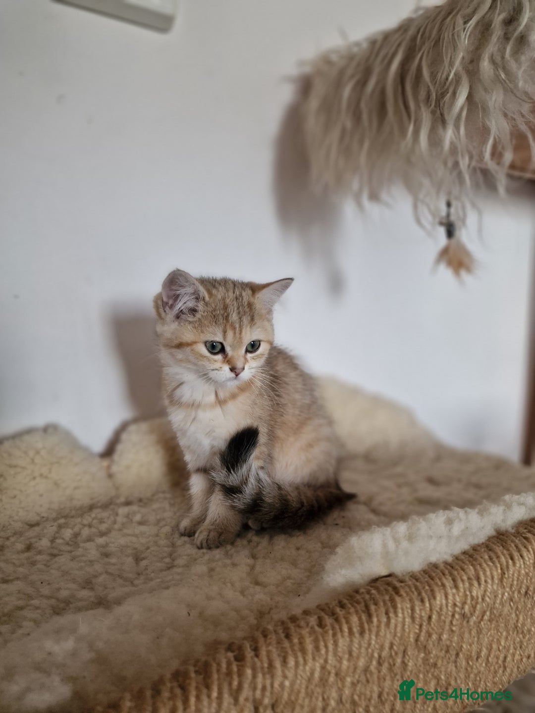 British Shorthair cats for sale: PEDIGREE BRITISH SHORT HAIR READY NOW !!! - Image 4