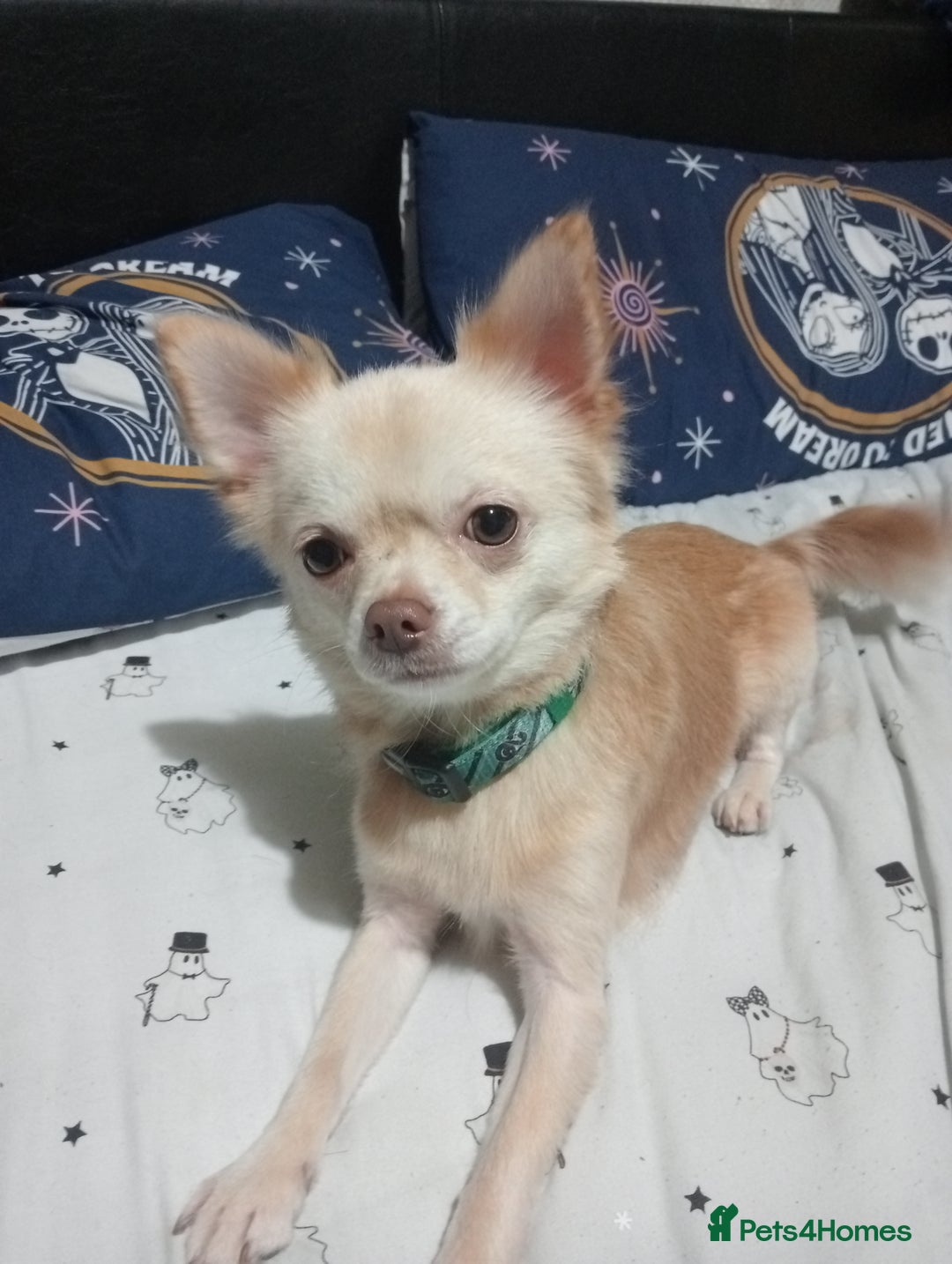 Chihuahua dogs for stud: Stud blonde chihuahua  - Advert 1