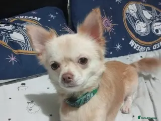 Chihuahua dogs Stud blonde chihuahua - Advert 17